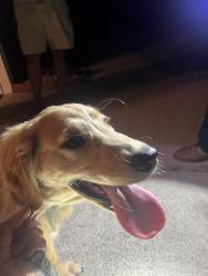 Found/Stray Female Dog last seen Dawning Creek Way & pink bark Ct. Wilmington, NC, Wilmington, NC 28409