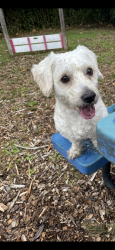 Reunited Male Dog last seen I live near the high school., Mahopac, NY 10541