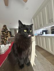 Lost Male Cat last seen Kenmore Avenue, Cambridge, ON N1S 3H4