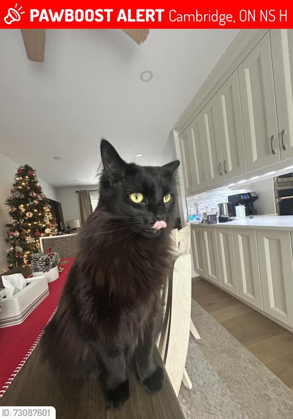 Lost Male Cat last seen Kenmore Avenue, Cambridge, ON N1S 3H4