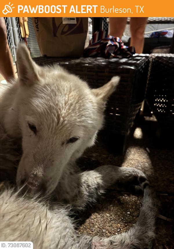 Found/Stray Unknown Dog last seen Near, Burleson, TX 76028