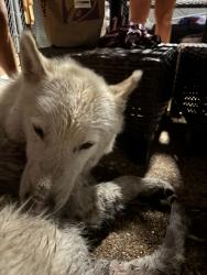 Found/Stray Unknown Dog last seen Near, Burleson, TX 76028