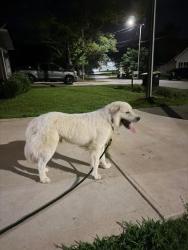 Found/Stray Male Dog last seen Main Street Franklinton, Franklinton, NC 27525
