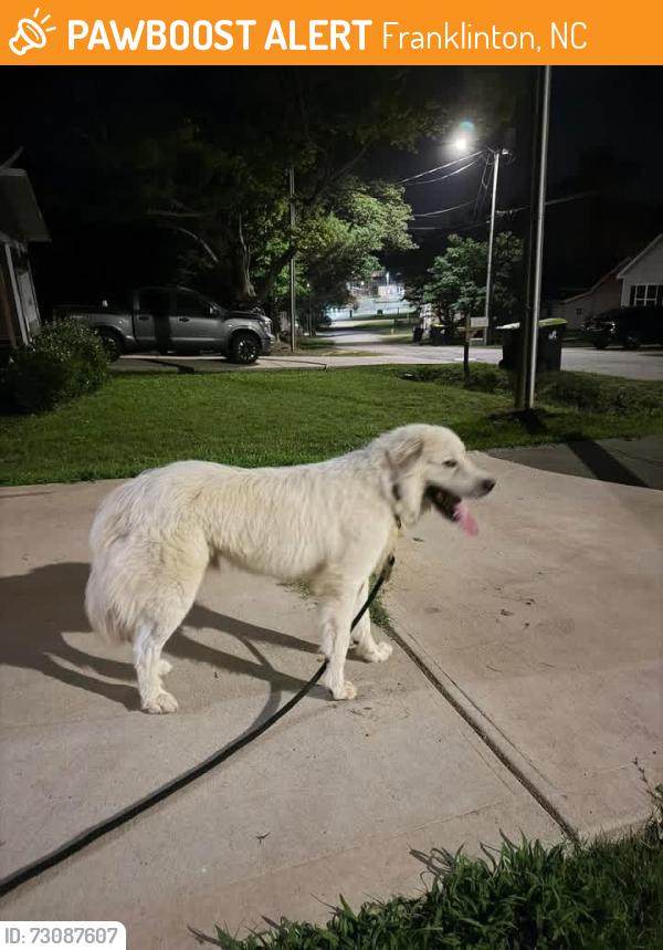 Found/Stray Male Dog last seen Main Street Franklinton, Franklinton, NC 27525