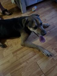 Found/Stray Unknown Dog last seen El Dorado, Houston, TX 77059