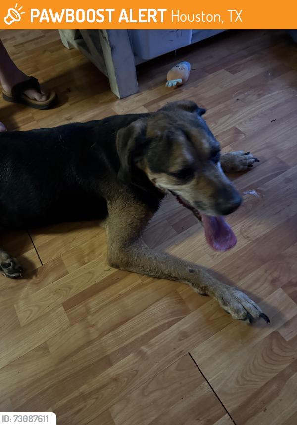 Found/Stray Unknown Dog last seen El Dorado, Houston, TX 77059