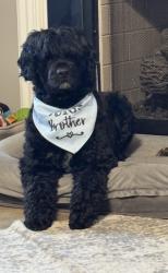 Lost Male Dog last seen Maynard Circle, Gainesville, GA 30506