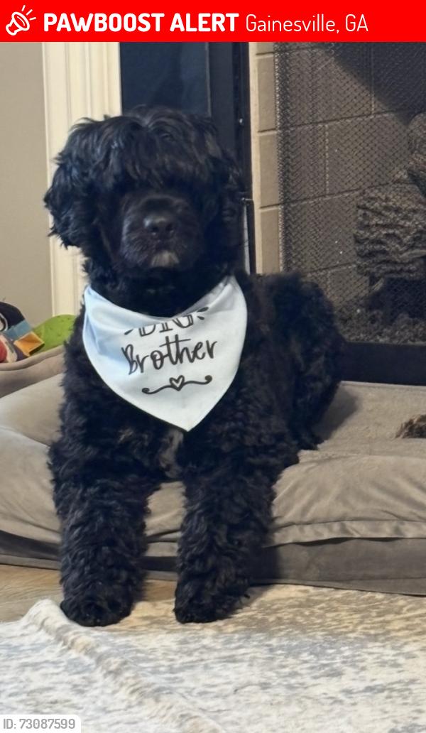 Lost Male Dog last seen Maynard Circle, Gainesville, GA 30506