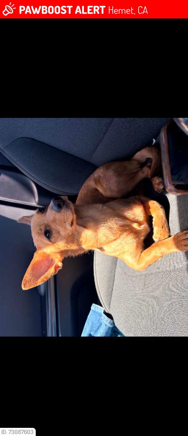 Lost Female Dog last seen 74th Street and Florida Hemet California, Hemet, CA 92543