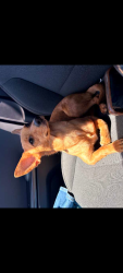 Lost Female Dog last seen 74th Street and Florida Hemet California, Hemet, CA 92543