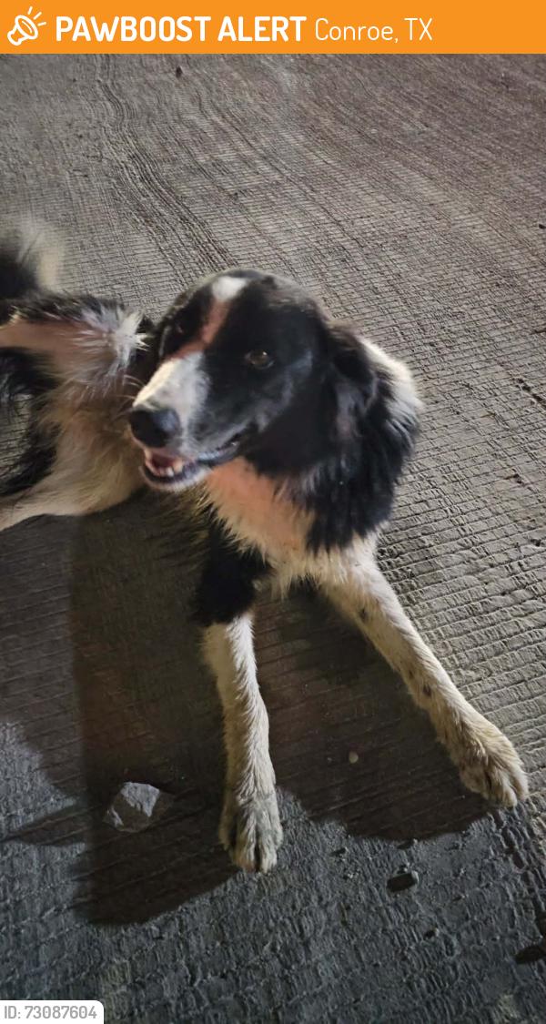 Found/Stray Male Dog last seen METCALF ST AND Royal College Hill Road, Conroe, TX 77304