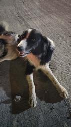Found/Stray Male Dog last seen METCALF ST AND Royal College Hill Road, Conroe, TX 77304