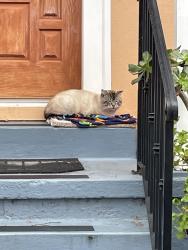 Found/Stray Male Cat last seen Hillside Avenue, South San Francisco, CA 94080