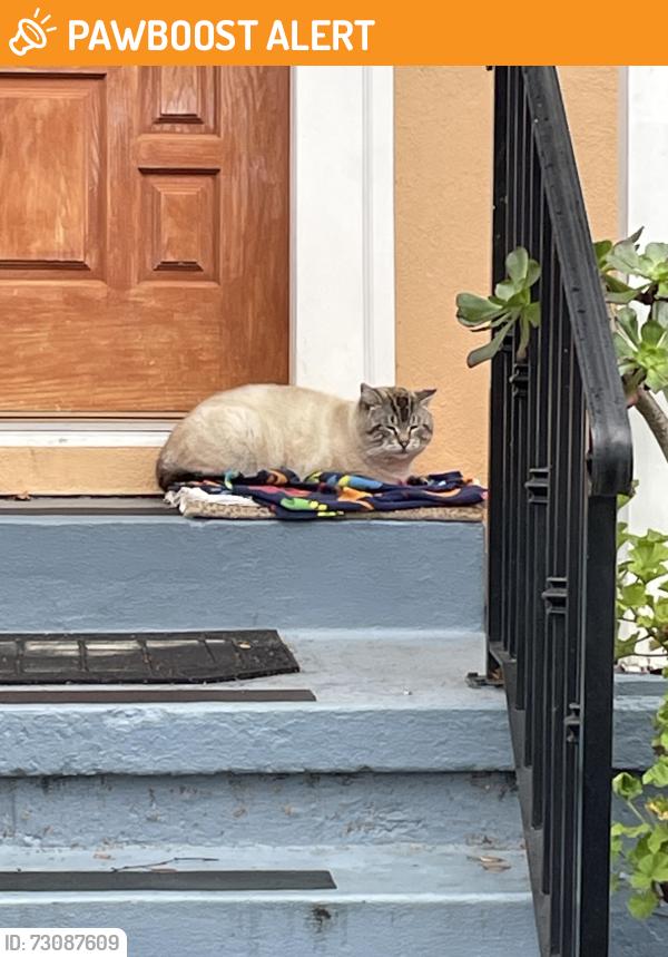 Found/Stray Male Cat last seen Hillside Avenue, South San Francisco, CA 94080