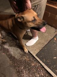 Reunited Unknown Dog last seen Lewis LittleEpm, Tx, Little Elm, TX 75068