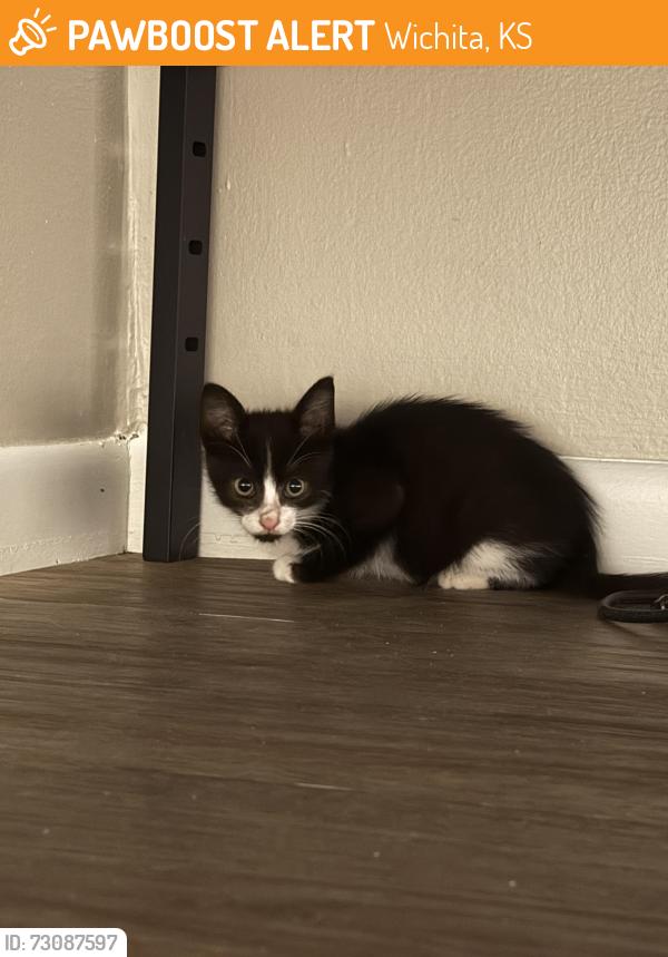 Found/Stray Unknown Cat last seen Redbarn park, w 9th st and N reca st, Wichita, KS 67212