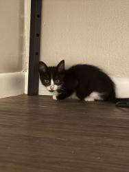 Found/Stray Unknown Cat last seen Redbarn park, w 9th st and N reca st, Wichita, KS 67212