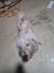 Found/Stray Unknown Dog last seen Edmund ave, Dundee, FL 33838