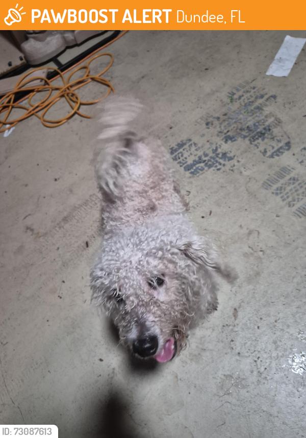 Found/Stray Unknown Dog last seen Edmund ave, Dundee, FL 33838