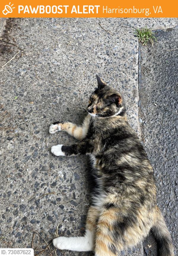 Found/Stray Female Cat last seen Country club Rd, Harrisonburg, VA 22802