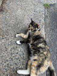 Found/Stray Female Cat last seen Country club Rd, Harrisonburg, VA 22802