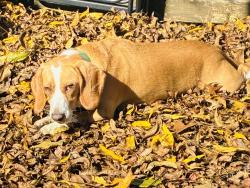 Lost Male Dog last seen Woodley park, Montgomery, AL 36116