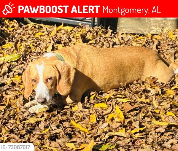 Lost Male Dog last seen Woodley park, Montgomery, AL 36116