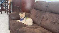 Found/Stray Male Dog last seen N Plano Ln & W Hill rd, Garden City, ID 83703