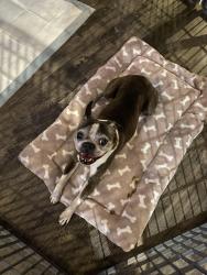 Reunited Male Dog last seen Wood Aspen Lane , Palm Coast, FL 32164