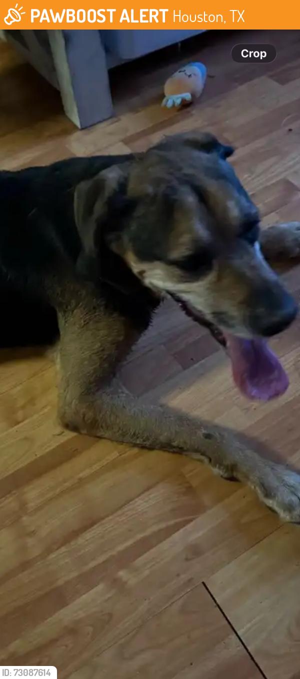 Found/Stray Unknown Dog last seen Havenhurst and Brookgreen, Houston, TX 77059