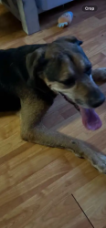 Found/Stray Unknown Dog last seen Havenhurst and Brookgreen, Houston, TX 77059