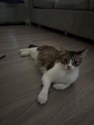 Lost Female Cat last seen Near El Rey Ave, Fountain Valley, CA 92708