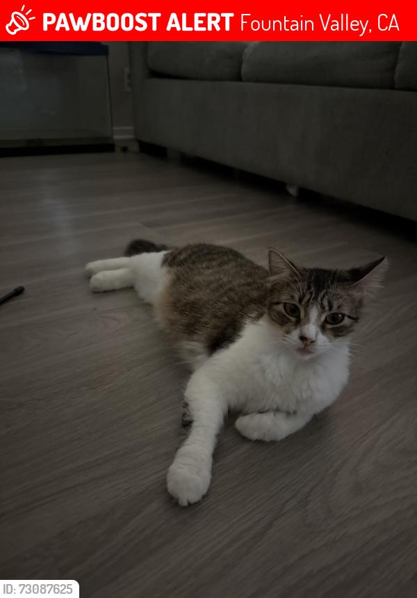 Lost Female Cat last seen Near El Rey Ave, Fountain Valley, CA 92708