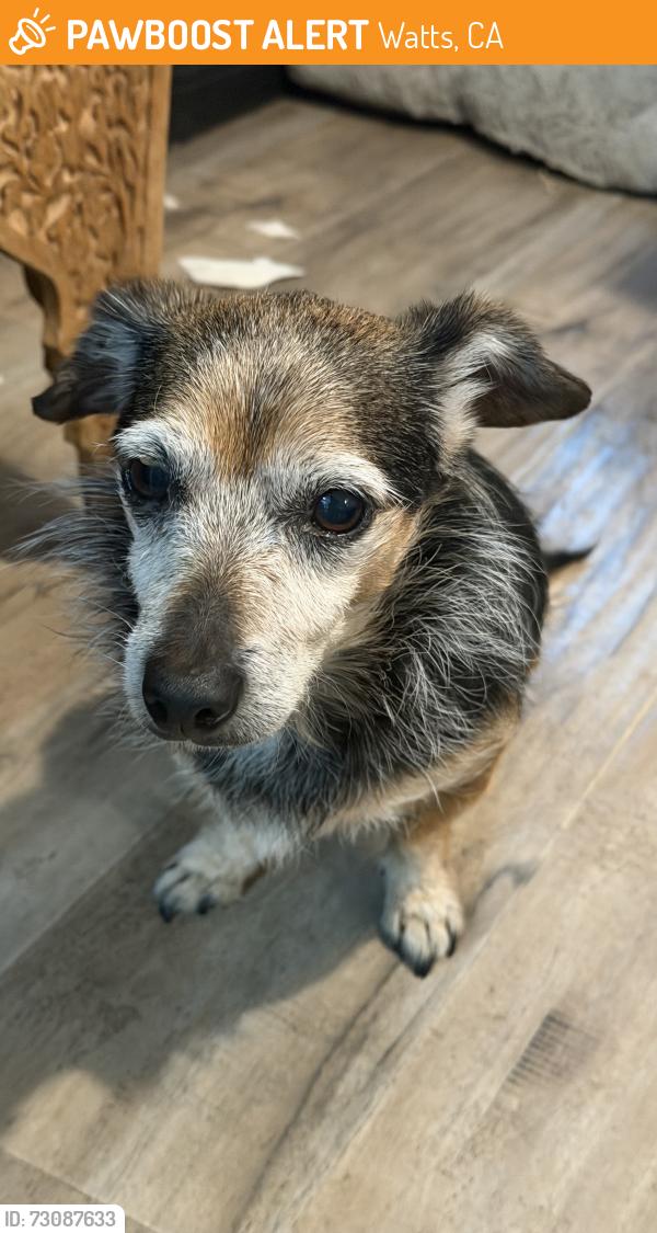 Found/Stray Male Dog last seen 103rd & Avalon, Watts, CA 90002