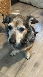 Found/Stray Male Dog last seen 103rd & Avalon, Watts, CA 90002