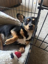 Lost Male Dog last seen 256th street, Homestead, FL 33032