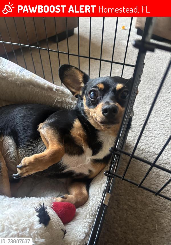 Lost Male Dog last seen 256th street, Homestead, FL 33032
