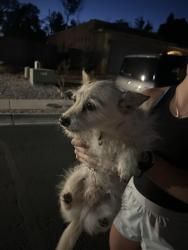 Found/Stray Male Dog last seen San Clemente Church, Los Lunas, NM 87031
