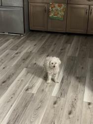 Reunited Female Dog last seen Near 16th Ave N, St. Petersburg, FL 33710, USA, St. Petersburg, FL 33710