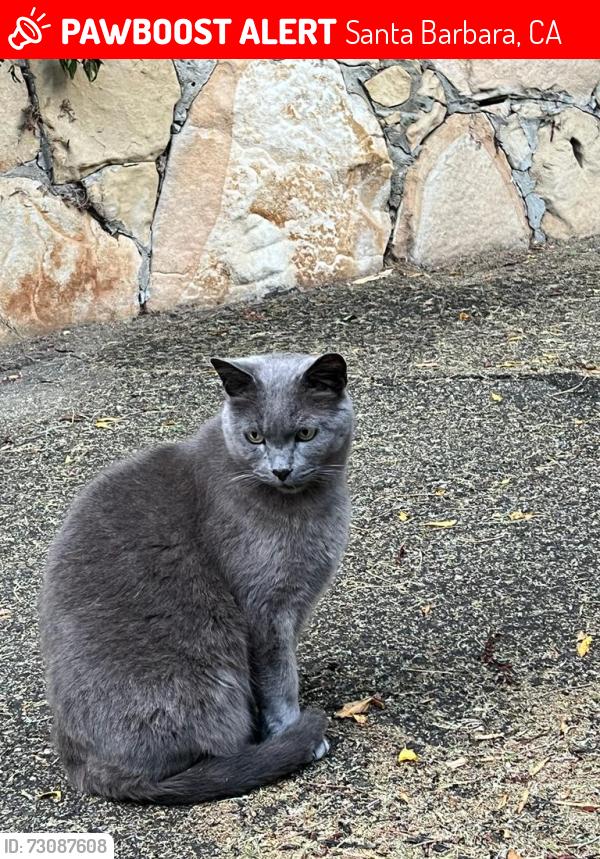 Lost Male Cat last seen Paterna Rd & Lasuen in Santa Barbara, Santa Barbara, CA 93103