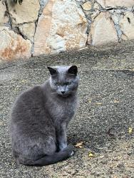 Lost Male Cat last seen Paterna Rd & Lasuen in Santa Barbara, Santa Barbara, CA 93103
