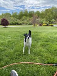 Reunited Male Dog last seen Amity rd, near Luke Hill Rd,  which is the road where thr Bethany middle school is ob, Bethany, CT 06524