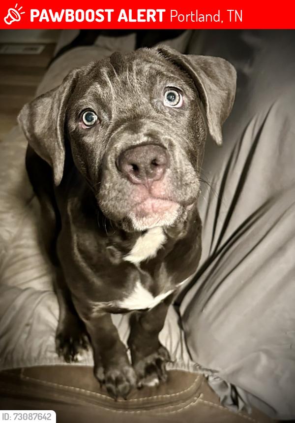 Lost Female Dog last seen Portland Tn Oak Grove area, Portland, TN 37148