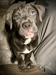 Lost Female Dog last seen Portland Tn Oak Grove area, Portland, TN 37148