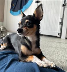 Reunited Female Dog last seen Elecon warehouse, Edmonton, AB T6E 2X4