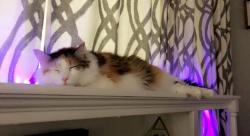 Lost Female Cat last seen bayou oak dr, lost river dr, Friendswood, TX 77546
