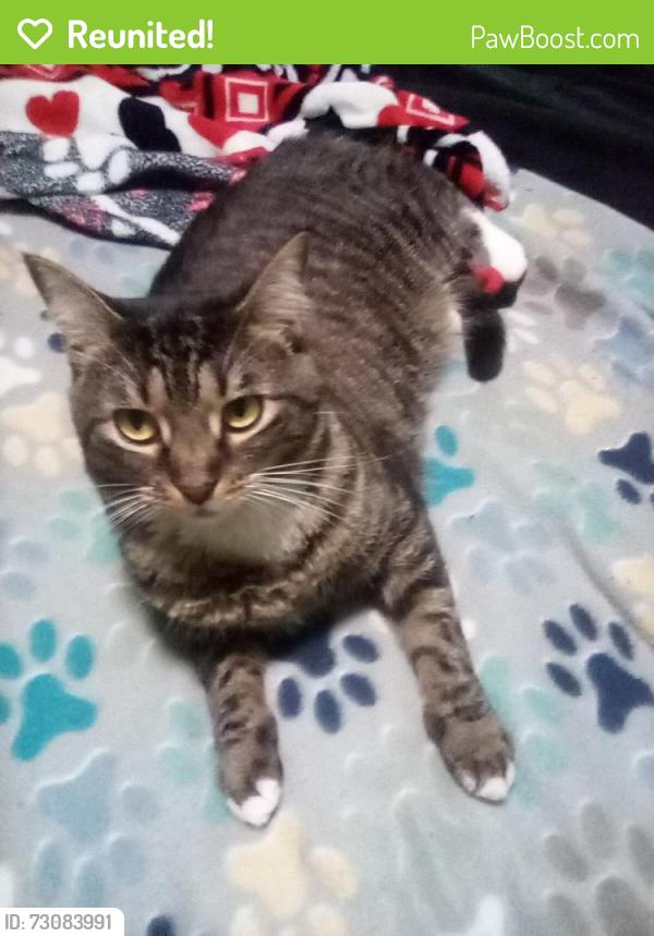 Reunited Female Cat last seen Parkside Drive, Suffern NY, Suffern, NY 10901