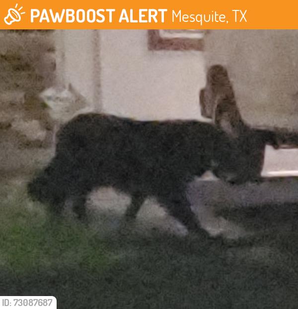 Found/Stray Unknown Dog last seen Bahamas, Mesquite, TX 75150