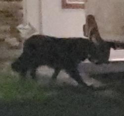 Found/Stray Unknown Dog last seen Bahamas, Mesquite, TX 75150
