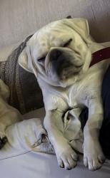 Lost Male Dog last seen London area, Corpus Christi, TX 78415